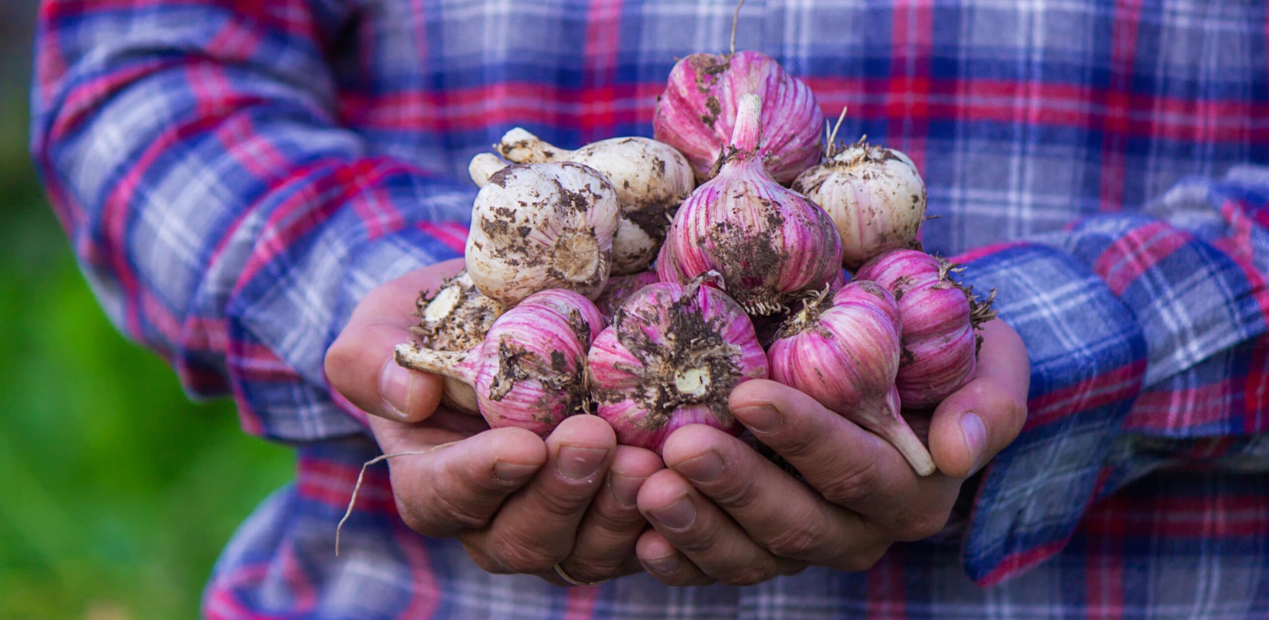 ail pour stimuler le système immunitaire